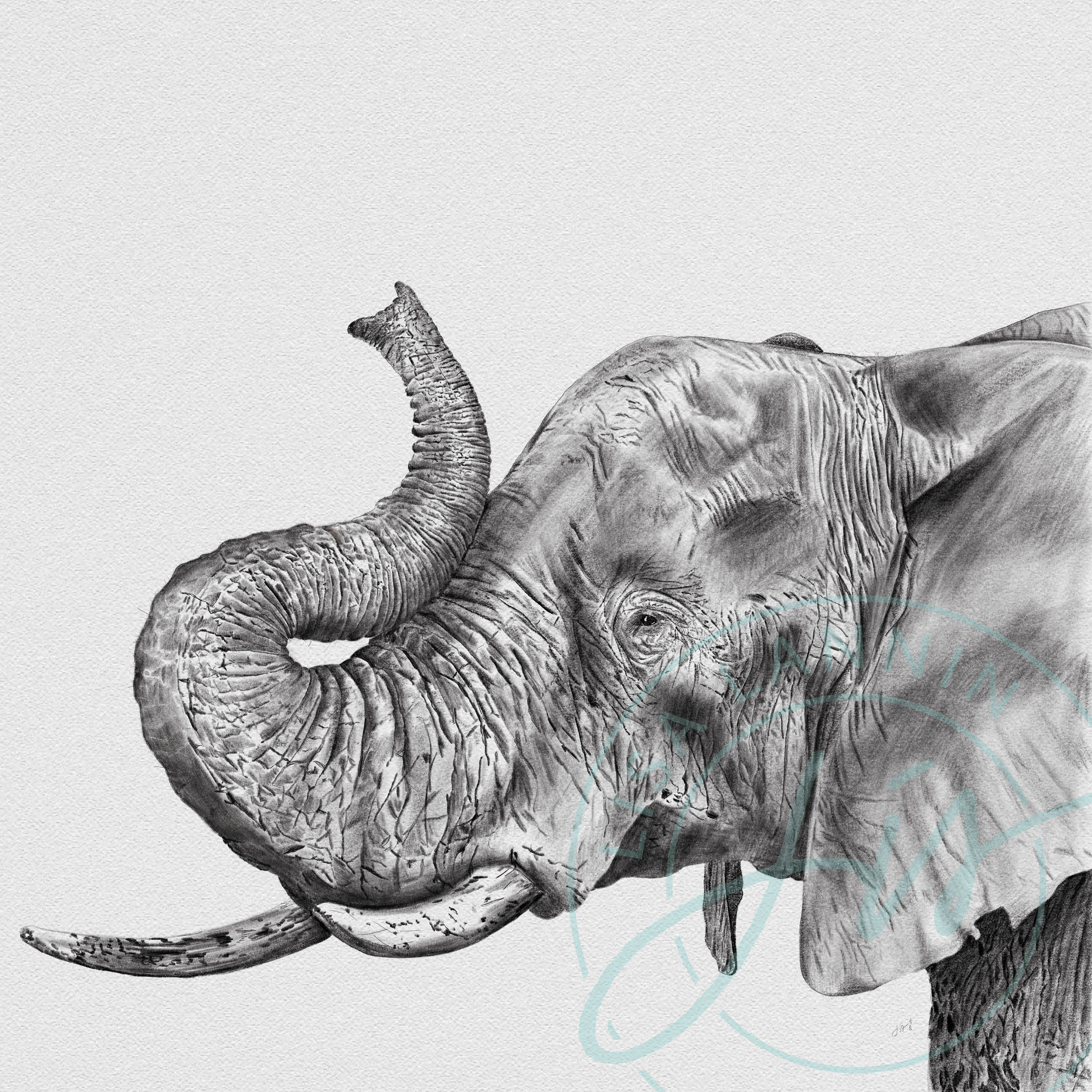 Elephant Profile Drawing