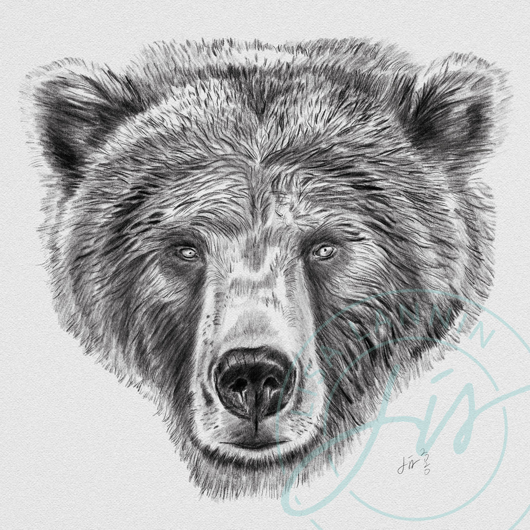Bear face pencil portrait