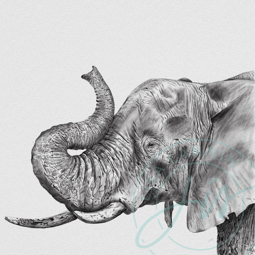 Elephant Profile Pencil Illustration