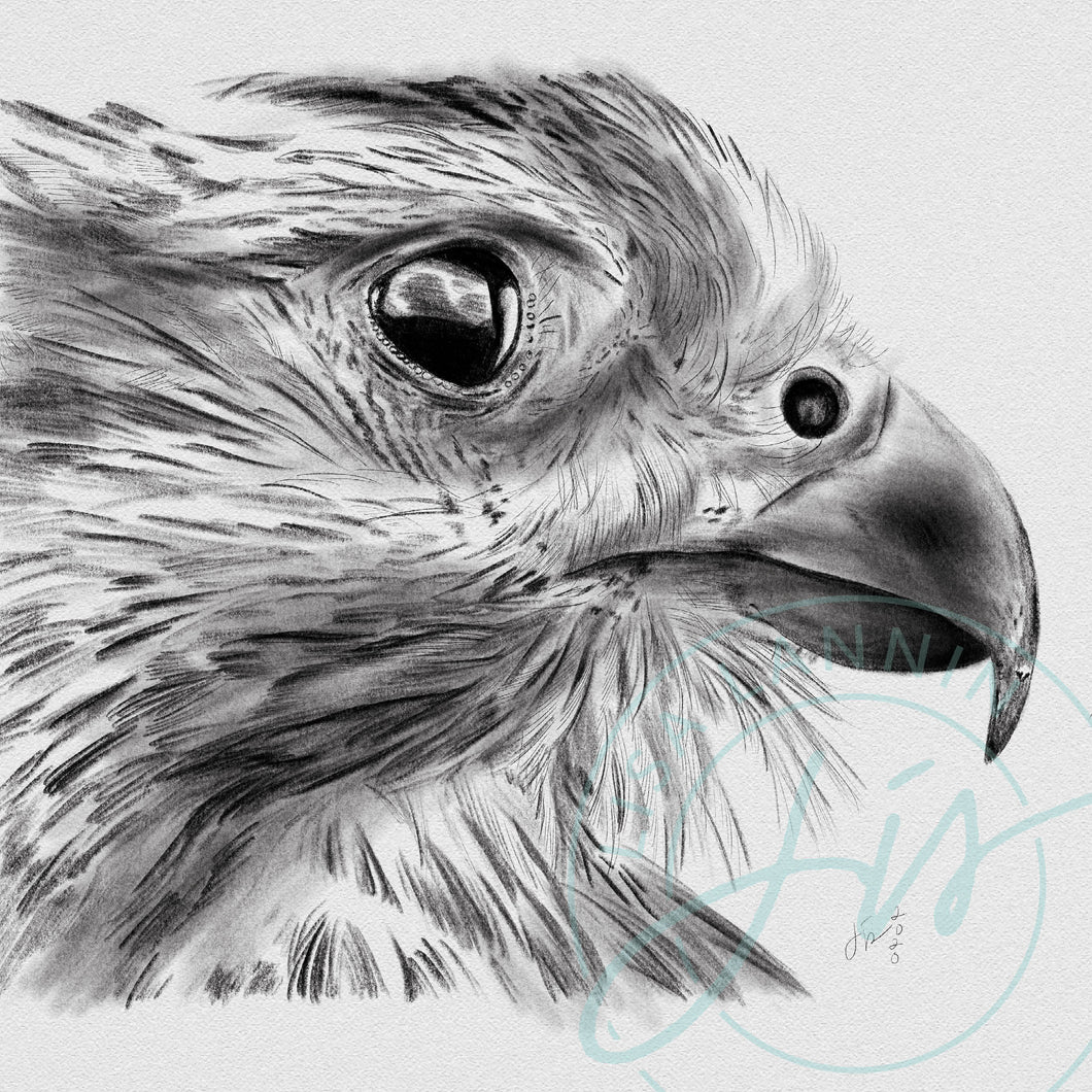 Hawk Profile Pencil Illustration