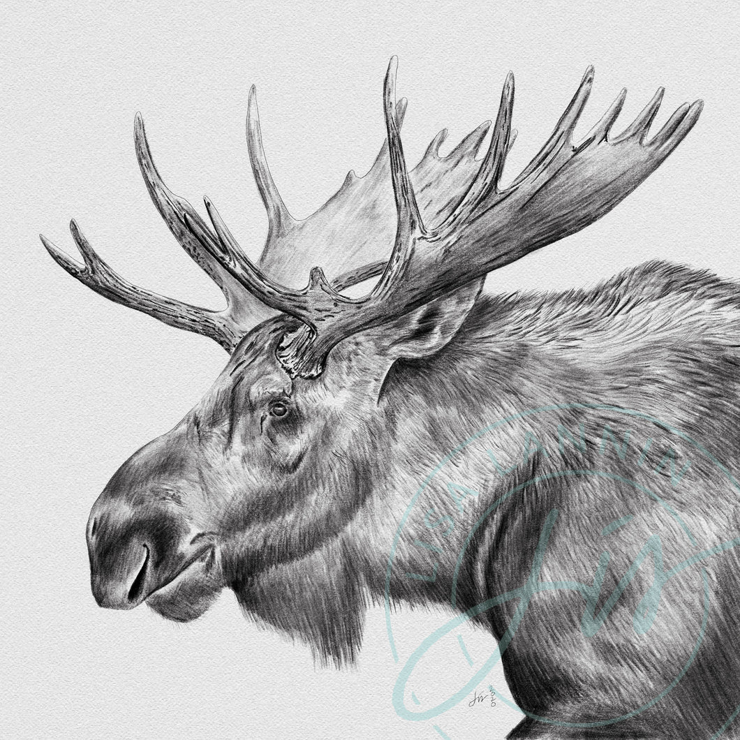 Moose Profile Pencil Illustration