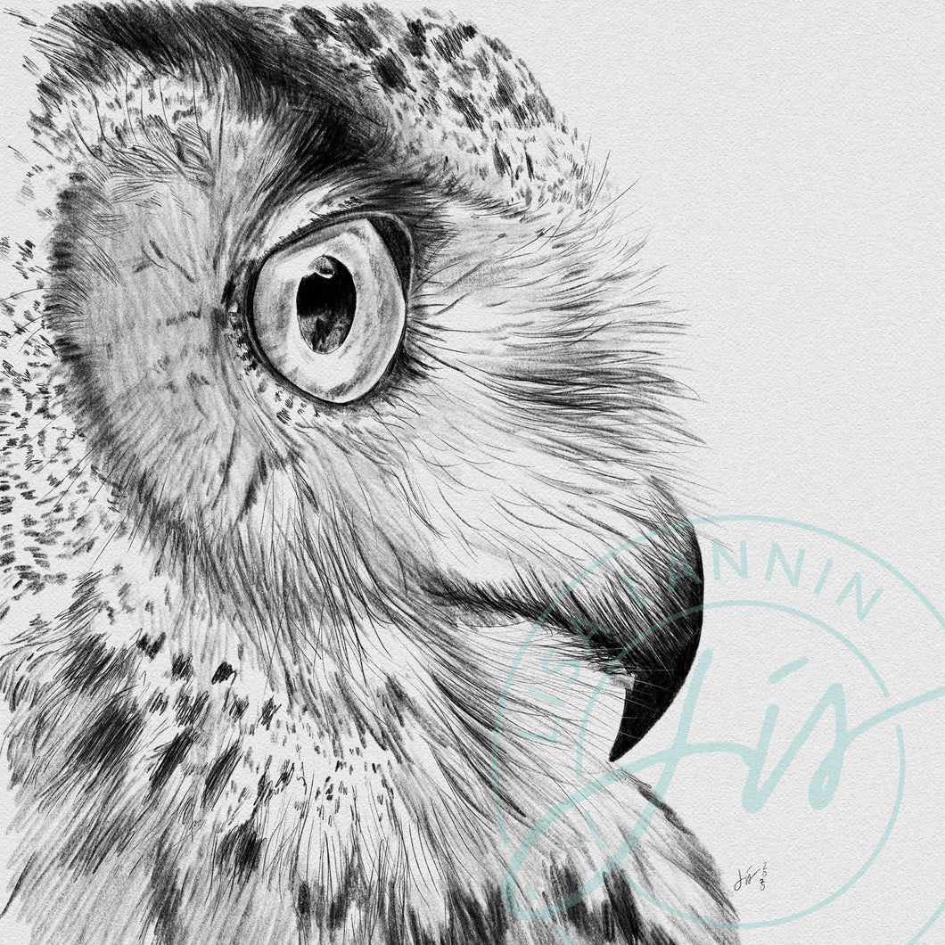 Owl Profile Pencil Illustration