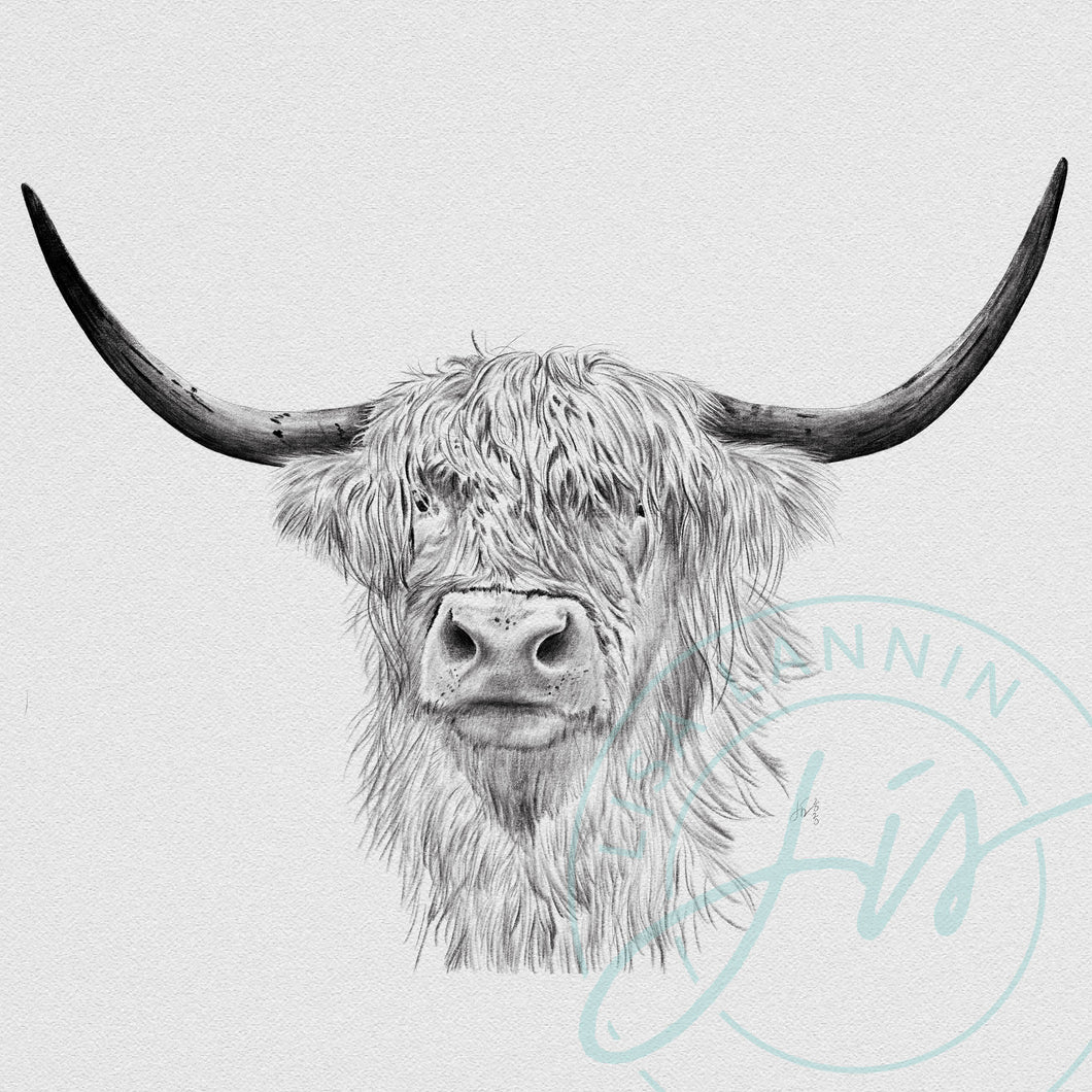 Scottish Cow Pencil Illustration
